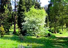 Bedgebury
                    Pinetum