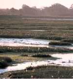 Pagham Harbour